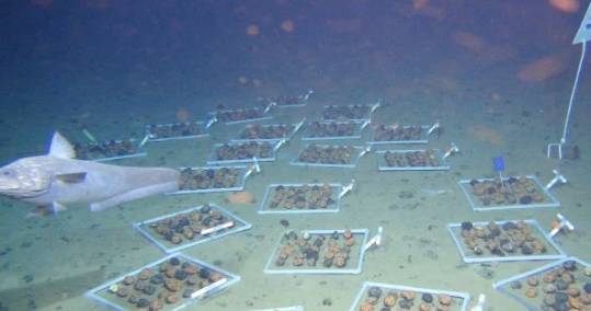 LA MINERÍA DEPREDADORA: DEL FONDO MARINO A LA AMAZONÍA, UN MISMO MODELO DE MUERTE