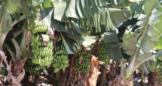 BANANAS ENVENENADAS: EL LEGADO TÓXICO DEL DESASTRE MINERO BRASILEÑO