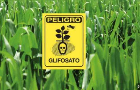 EL RÉGIMEN TRUMP DECLARA LA GUERRA A LA SALUD PÚBLICA: INMUNIDAD LEGAL PARA EL GLIFOSATO