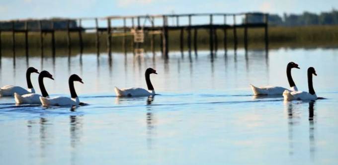 ALERTA SANITARIA: NUEVO CASO DE GRIPE AVIAR EN LAGUNA BONAERENSE