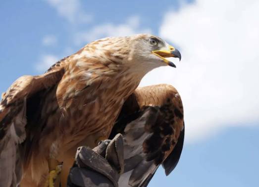 EL SILENCIO DE LAS ÁGUILAS: CÓMO EL NEOLIBERALISMO EXTINGUIÓ LAS AVES GRANDES EN TERRITORIOS INDÍGENAS