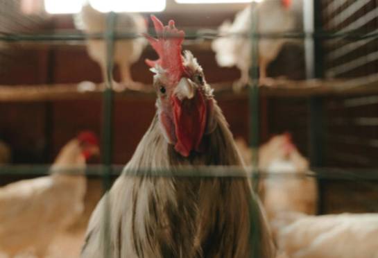 ALERTA SANITARIA: SAG REFUERZA VIGILANCIA FRENTE A NUEVOS BROTES DE INFLUENZA AVIAR EN ARGENTINA Y URUGUAY