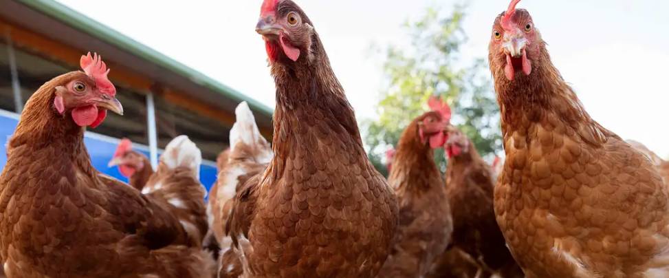 URUGUAY DECLARA EMERGENCIA SANITARIA POR GRIPE AVIAR TRAS NUEVOS CASOS