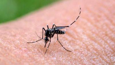 ALERTA EPIDEMIOLÓGICA: LA FIEBRE AMARILLA AVANZA HACIA NUEVAS FRONTERAS EN SUDAMÉRICA