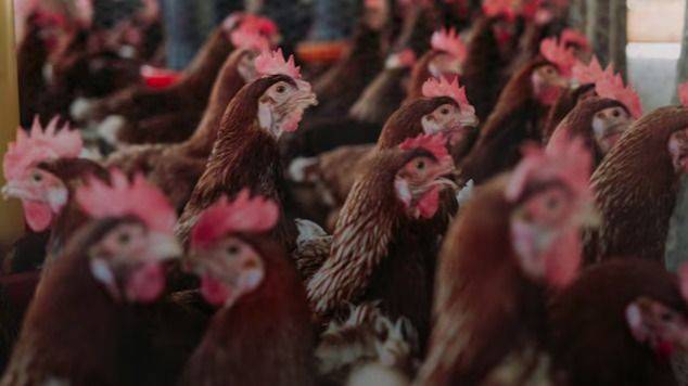 ALERTA SANITARIA: INFLUENZA AVIAR AVANZA IMPARABLE EN CHILE