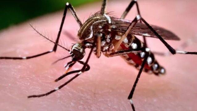 ALERTA EPIDÉMICA: CHIKUNGUNYA AVANZA EN TUCUMÁN CON 10 CASOS CONFIRMADOS