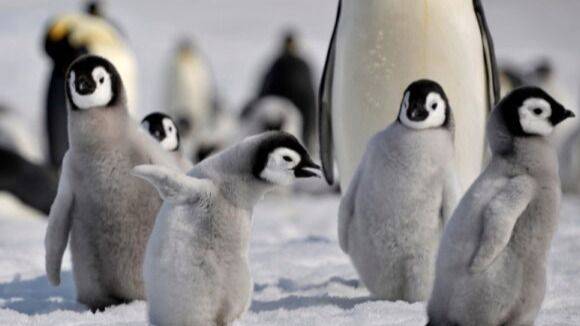 EL CONTINENTE BLANCO SANGRA: TRES ESPECIES EMBLEMÁTICAS EN LA CUERDA FLOJA