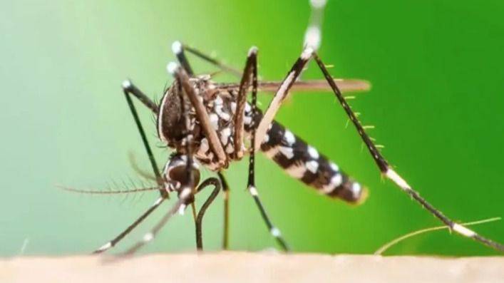 CHIKUNGUNYA AVANZA EN EL NORTE: PRIMERA MUERTE EN SALTA Y CASOS SE DISPARAN EN TUCUMÁN