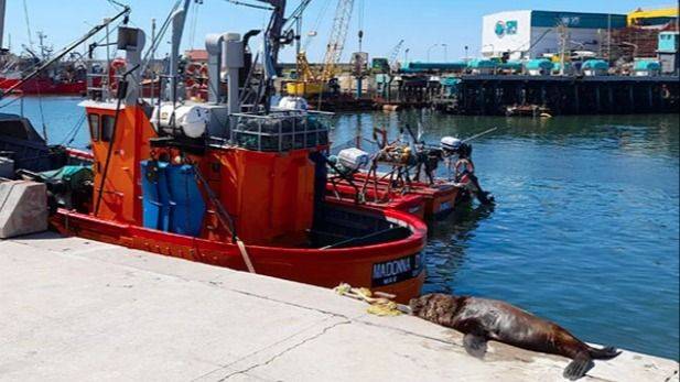 LA PESCA ARGENTINA EN PELIGRO: GREMIO MARÍTIMO DENUNCIA ATAQUE A LA FLOTA FRESQUERA