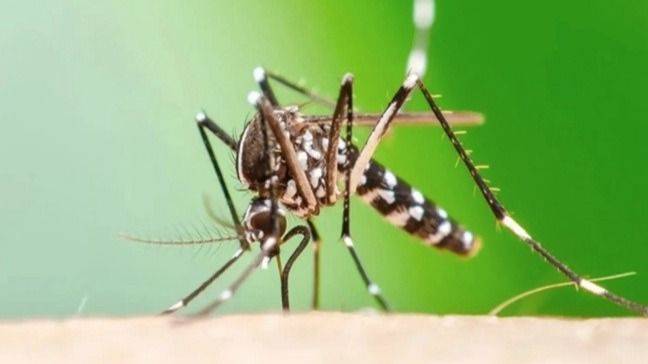ALERTA EPIDEMIOLÓGICA: CHIKUNGUNYA AVANZA EN TUCUMÁN Y EL SISTEMA SANITARIO SE REFUERZA