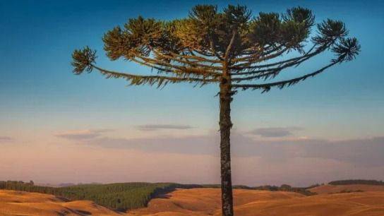 PAGAN POR SALVAR LA ARAUCARIA: EL PLAN DE SÃO PAULO QUE UNE PLATA Y NATURALEZA