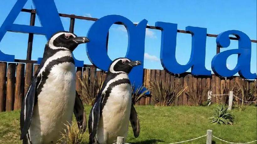 NI LOS PINGÜINOS SE SALVAN DEL REMATE: BIENVENIDOS A LA ARGENTINA DE MILEI
