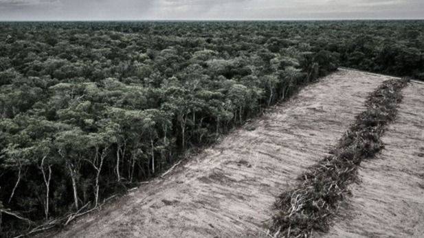 SUDAMÉRICA LIDERA LA DEVASTACIÓN FORESTAL MUNDIAL: 4 MILLONES DE HECTÁREAS PERDIDAS CADA AÑO