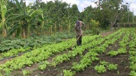CAMPESINOS DE CUBA: ENTRE EL RECONOCIMIENTO Y LA RESISTENCIA AL ASEDIO