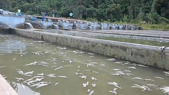 CIANURO EN EL AGUA: LA MINERÍA ASESINA QUE ENVENENA LA VIDA EN JUNÍN (PERÚ)