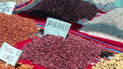 SEMILLAS DE RESISTENCIA: LA AGROECOLOGÍA COMO CAMINO HACIA LA SOBERANÍA ALIMENTARIA