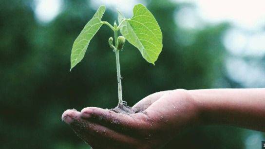 ECOLOGÍA CON DESARROLLO: LA PROPUESTA QUE ROMPE CON EL VIEJO AMBIENTALISMO