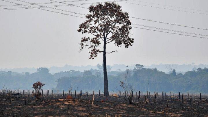 LA SELVA SIGUE SANGRANDO: BOLSONARO DEJÓ UNA HERIDA QUE NO CIERRA