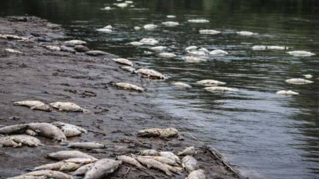 LLUVIAS QUE MATAN: EL "PULSO TÓXICO" QUE ARRASA CON LA VIDA EN LOS ARROYOS ENTRERRIANOS