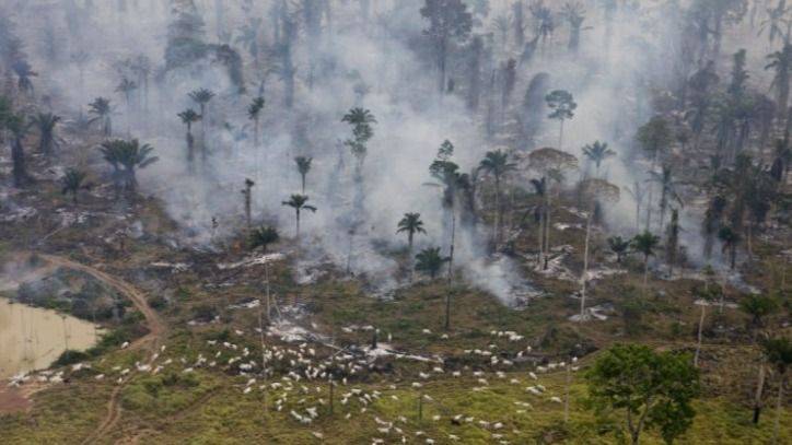 LA CIENCIA DENUNCIA: DESTRUIR LA AMAZONÍA ES CONDENARNOS A TODES