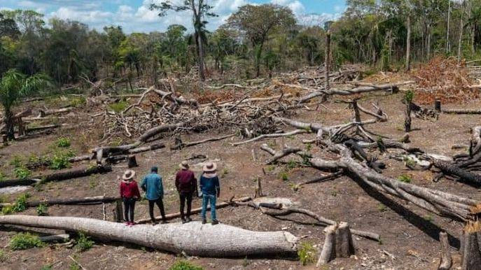 BOSQUES BOLIVIANOS BAJO ASEDIO: PERMISOS ESTATALES, NARCOTRÁFICO Y TRÁFICO DE TIERRAS DISPARAN LA DEFORESTACIÓN