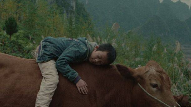 XIAOHUI Y SUS VACAS: UN ALMA QUE CLAMA POR EL AMOR EN TIEMPOS DE CAPITALISMO