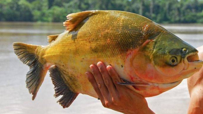 LA AMAZONÍA BRASILEÑA SE JUEGA UNO DE SUS PECES MÁS QUERIDOS