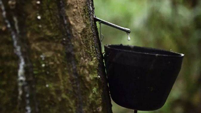 SHIRINGA: EL CINE QUE DESENTIERRA EL GENOCIDIO CAUCHERO Y ABRE LA MEMORIA AMAZÓNICA