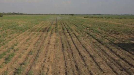 EL CAMPO SALVADOREÑO AL BORDE DEL COLAPSO: LA SEQUÍA EXPONE UNA HERIDA QUE VIENE DE AÑOS
