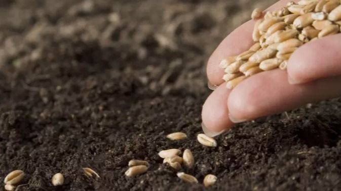 SEMILLAS EN DISPUTA: EL ACUERDO UE-MERCOSUR IMPONE UN MARCO QUE CRIMINALIZA LA RESIEMBRA CAMPESINA